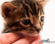 Bengal marbled